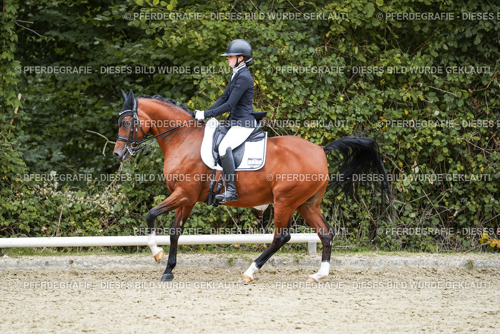 DSC01781 | Pferdegrafie