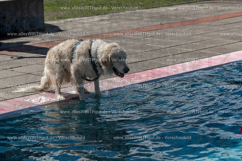 Hundeschwimmen_Volksbad_2026-allesWIRTHgut_Tierfotografie-2609061427-FAY06953 | Professionelle Tierfotografie in Mönchengladbach von Daniel Wirth (allesWIRTHgut). Liebevolle & natürliche Bilder von Hunden & Katzen für unvergessliche Erinnerungen.