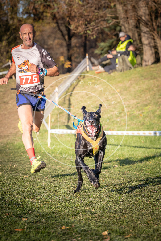 CaniXpix_0L8A0136 | Hundefotografie, Tierfotograf, Pfotenfotografie, Fotoshooting Hund, Hunde Portrait, Hundesport, Hundeportraits, Heideshooting, Hunde, Sportfotograf, Hundefotograf, Turnierhundsport, THS,  - Realisiert mit Pictrs.com