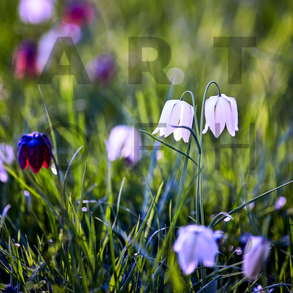 Ein Hans Fineart Original | Entdecke die Kunst von Hans Fineart - Fotografien für dein Zuhause. Verwandle deine Wände mit einzigartigen Kunstwerken und bringe die Schönheit der Welt in dein Leben. Bestelle jetzt und schaffe einen Ort der Inspiration und Eleganz.