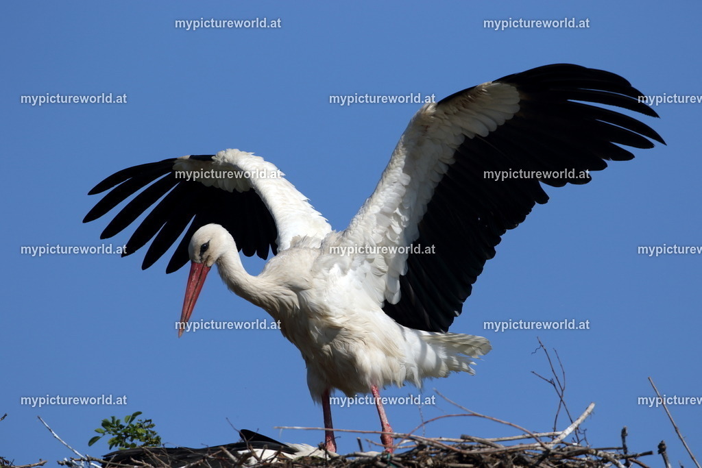 Weißstorch-086 | Das Bilderarchiv über Tiere, Planzen und Landschaften. In der Bilddatenbank finden Sie ein große Auswahl an hochwertigen Bilder für Ihre Werbung - Realisiert mit Pictrs.com
