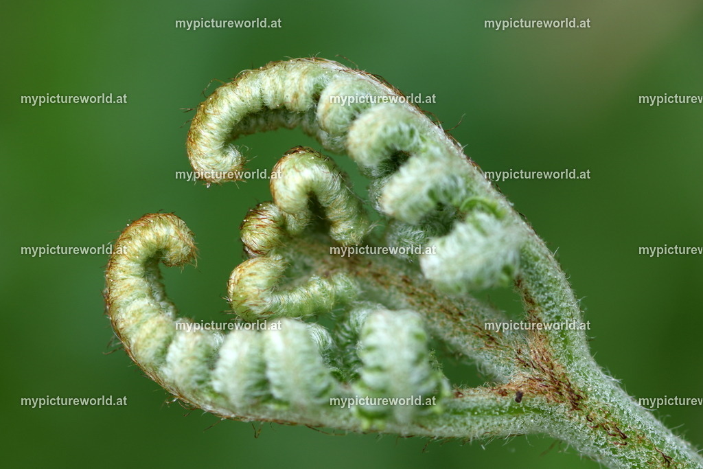 Adlerfarn-002 | Das Bilderarchiv über Tiere, Planzen und Landschaften. In der Bilddatenbank finden Sie ein große Auswahl an hochwertigen Bilder für Ihre Werbung - Realisiert mit Pictrs.com