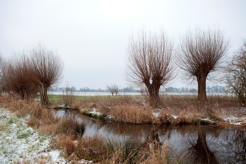 100102-109 | Europa, DEU, Deutschland, Nordrhein Westfalen, NRW, Rheinland, Niederrhein, Hoerstgen, Winter, Schnee, Baeume, Typische Kopfweiden, Wassergraben, Entwaesserungsgraben, Kategorien und Themen, Natur, Umwelt, Landschaft, Jahreszeiten, Stimmungen, Landschaftsfotografie, Landschaften, Landschaftsphoto, Landschaftsphotographie, Naturschutz, Naturschutzgebiete, Landschaftsschutz, Biotop, Biotope, Landschaftsschutzgebiete, Landschaftsschutzgebiet, Oekologie, Oekologisch, Typisch, Landschaftstypisch, Landschaftspflege

[Fuer die Nutzung gelten die jeweils gueltigen Allgemeinen Liefer-und Geschaeftsbedingungen. Nutzung nur gegen Verwendungsmeldung und Nachweis. Download der AGB unter http://www.image-box.com oder werden auf Anfrage zugesendet. Freigabe ist vorher erforderlich. Jede Nutzung des Fotos ist honorarpflichtig gemaess derzeit gueltiger MFM Liste - Kontakt, Uwe Schmid-Fotografie, Duisburg, Tel. (+49).2065.677997, 
archiv@image-box.com, www.image-box.com] - Realisiert mit Pictrs.com