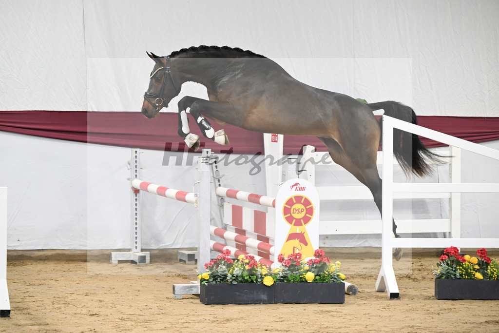 Kat-Nr. 1 Jasper x Diarado_ZG Stabhalterhof GbR _47250012 | hf-fotografie - Realisiert mit Pictrs.com