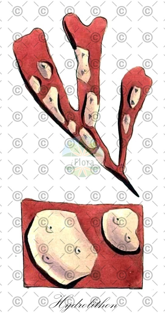 HistAbb_wfo-0001066623_1_ENZY_Simple | Historische Abbildung von Hydrolithon - Hydrolithaceae (0) | Historical Illustration of Hydrolithon - Hydrolithaceae (0)
