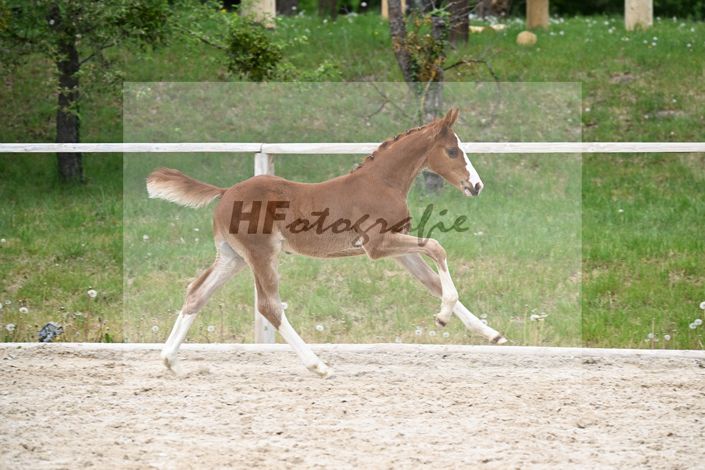 Kat-Nr. 30 HF Ermitage Kalone x Plot Blue_Kornes_24260841 | hf-fotografie - Realisiert mit Pictrs.com