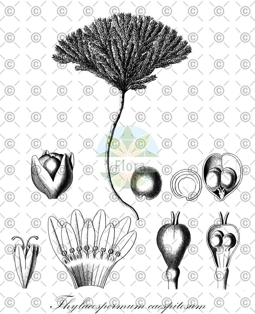 Histabb_EMP_42404_SRC_Koehler_1887_SIMPLE | Historische Abbildung von Thylacospermum caespitosum - Caryophyllaceae | Historical Illustration of Thylacospermum caespitosum - Caryophyllaceae