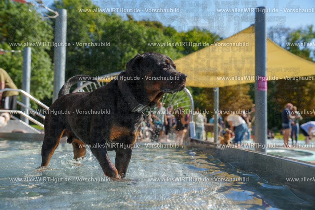 allesWIRTHgut Tierfotografie - allesWIRTHgut.de - 7IV08441 | Professionelle Tierfotografie in Mönchengladbach von Daniel Wirth (allesWIRTHgut). Liebevolle & natürliche Bilder von Hunden & Katzen für unvergessliche Erinnerungen.