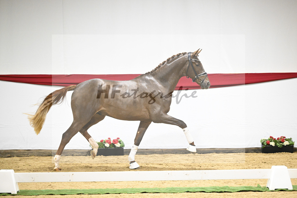Kat-Nr. 6 v. Vitalis_Beckmann_63220171 | hf-fotografie - Realizzato con Pictrs.com