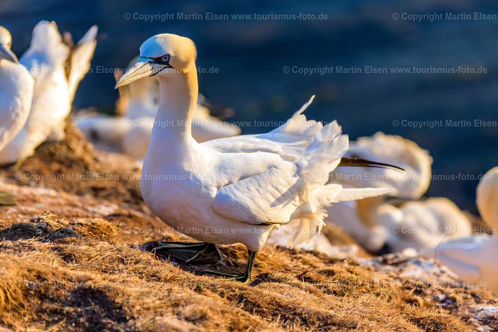 Helgoland Bastölpel_ELS_2456030818 | Helgoland - Aufnahmedatum: 31.07.2018, Aufnahmehöhe:  m, Koordinaten:  - , Bildgröße: 8256 x  5504 Pixel - Copyright 2018 by Martin Elsen, Kontakt: Tel.: +49 157 74581206, E-Mail: info@schoenes-foto.deSchlagwörter:Schleswig-Holstein,Landkreis Pinneberg,Düne,Hochseeinsel,Börteboote,Meer,Küste,Halunder,Oberland,Unterland,Strand,Seehunde,Robben,Lange Anna,Felsen,Roter Felsen,Luftbild,Luftbilder,Bastölpel - Realisiert mit Pictrs.com