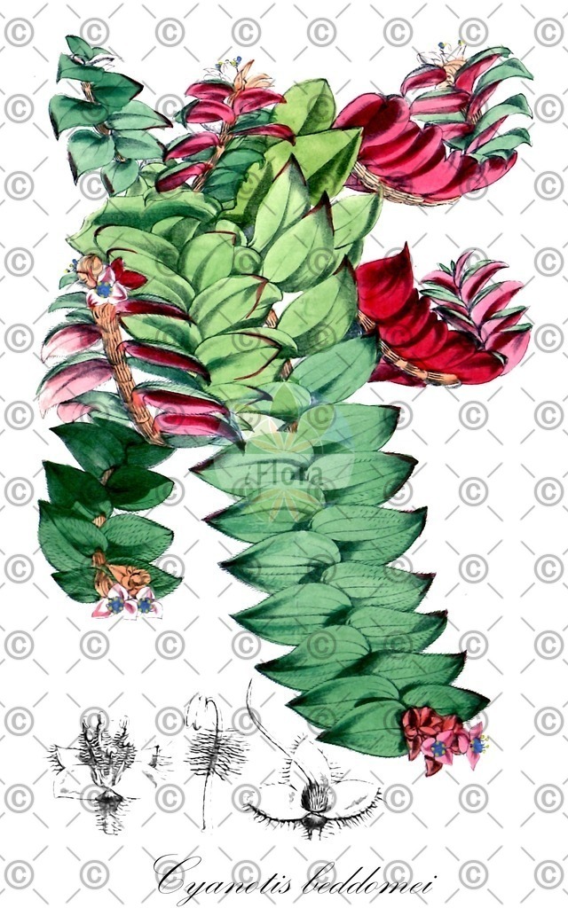 HistAbb_wfo-0000051035_2_ENZY_Simple | Historische Abbildung von Cyanotis beddomei - Commelinaceae | Historical Illustration of Cyanotis beddomei - Commelinaceae