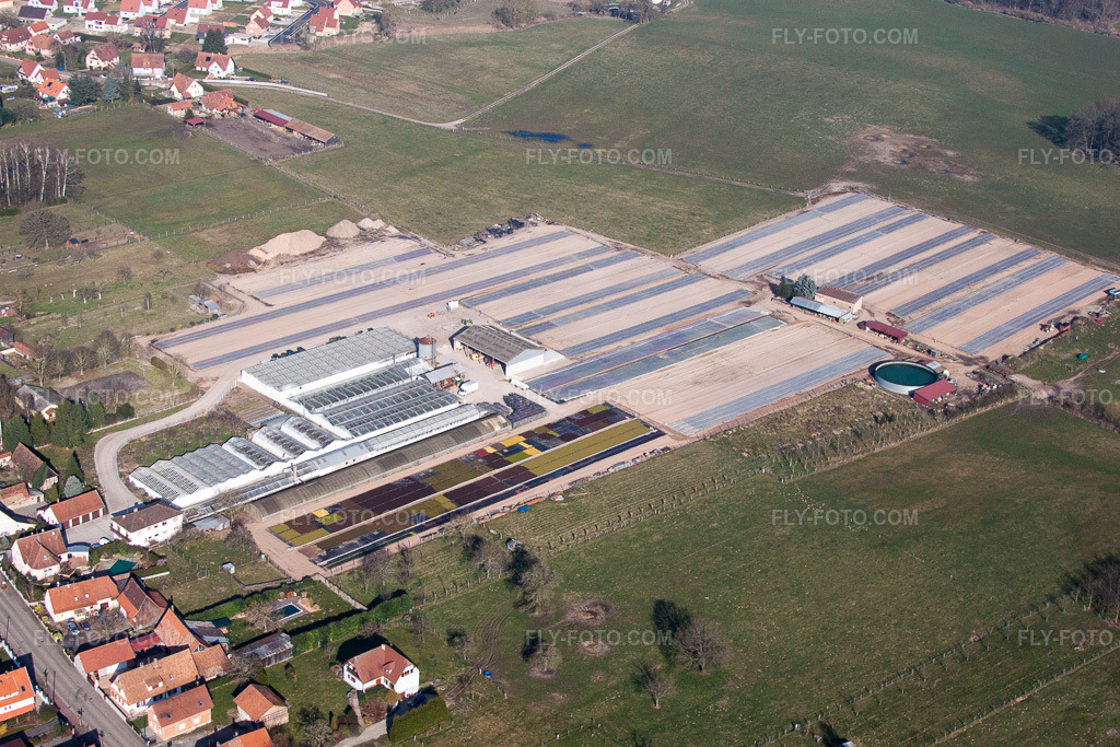 Aerial view: Nursery Les Cultures Florales d'Alsace - Ets Richter in Walbourg in the state Bas-Rhin, France.Photo: IMG_62780.jpg taken on 03/09/2014 by Werner Riehm/FLY-FOTO.comResolution of the original: 4428 x 2952 px