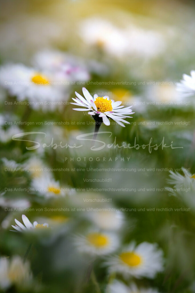 Wandbild Gänseblümchen | People- und Tierfotografie, Imageaufnahmen, Veranstaltungsfotografie und Wandbilder aus der Natur ★ Made in Germany ✔️ Druck + Downloads ✔️ Naturfotografie in Top Qualität ★ schneller Versand, weltweite Lieferung! - Realisiert mit Pictrs.com