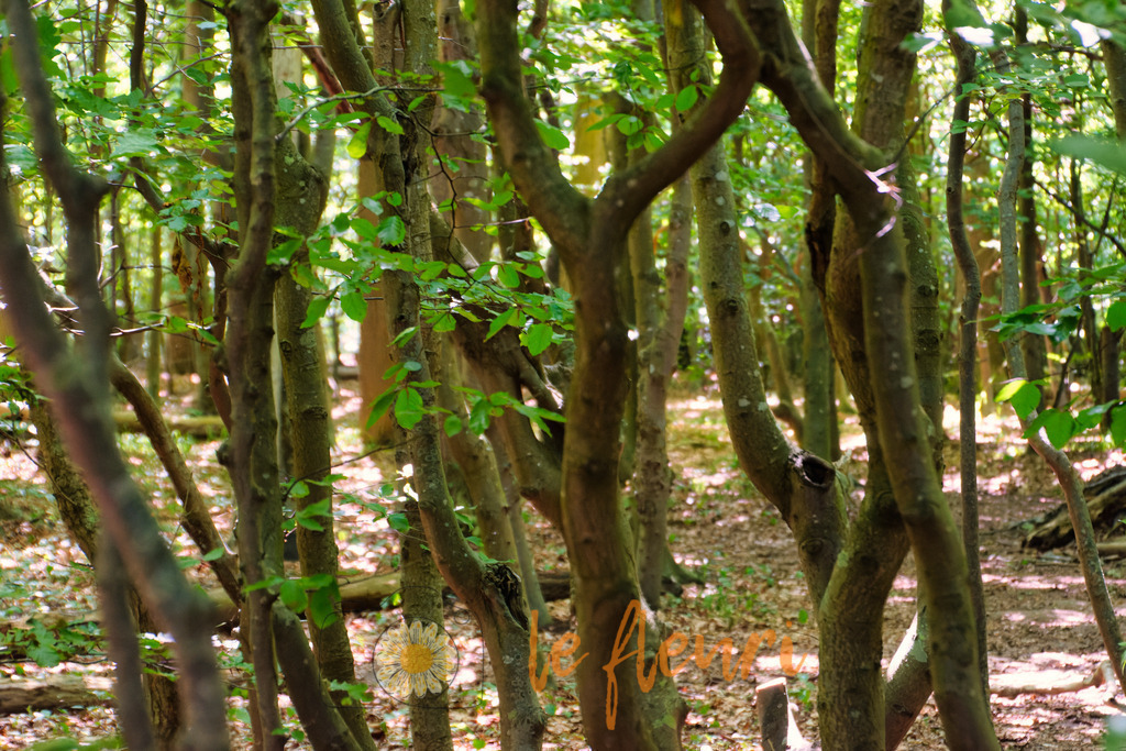 Gespensterwald Nienhagen | Dies ist der Shop von Florian Blum - le fleuri. Langenthal, Bern, Schweiz. Sie können hier meine oder ihre eigenen Fotos als Fotoprodukte kaufen. Tassen, Schlüsselanhänger, Taschen etc. können Sie hier gestalten.  - Realisiert mit Pictrs.com