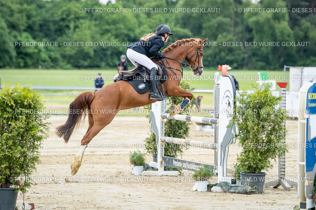 DSC03966 | Pferdegrafie