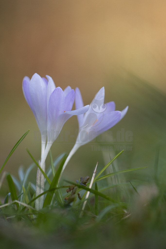 20220305160334 | Im späten Winter und zeitigen Frühjahr setzen die kleinen Krokusse erste kräftige Farbtupfer in Parks und Gärten. Krokusse mögen durchlässigen, also keinesfalls staunassen, aber auch nicht zu leichten Boden. Im Frühjahr sollte der Standort eher feucht sein, zur Ruhezeit eher trocken. - Realisiert mit Pictrs.com