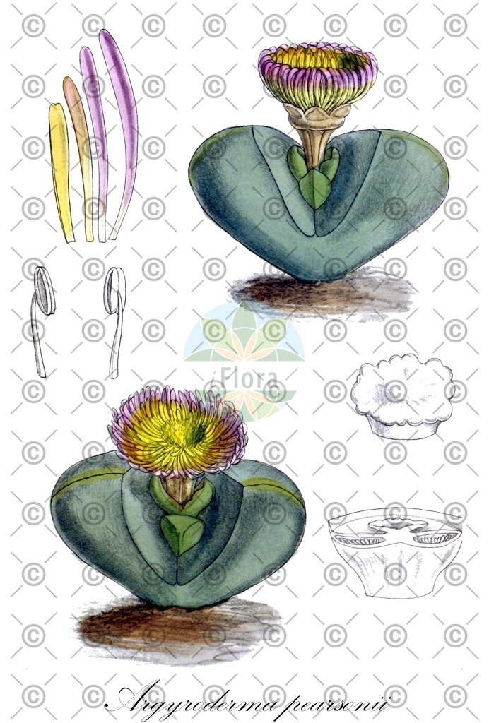 HistAbb_wfo-0000194788_1_ENZY_Simple | Historische Abbildung von Argyroderma pearsonii - Aizoaceae | Historical Illustration of Argyroderma pearsonii - Aizoaceae