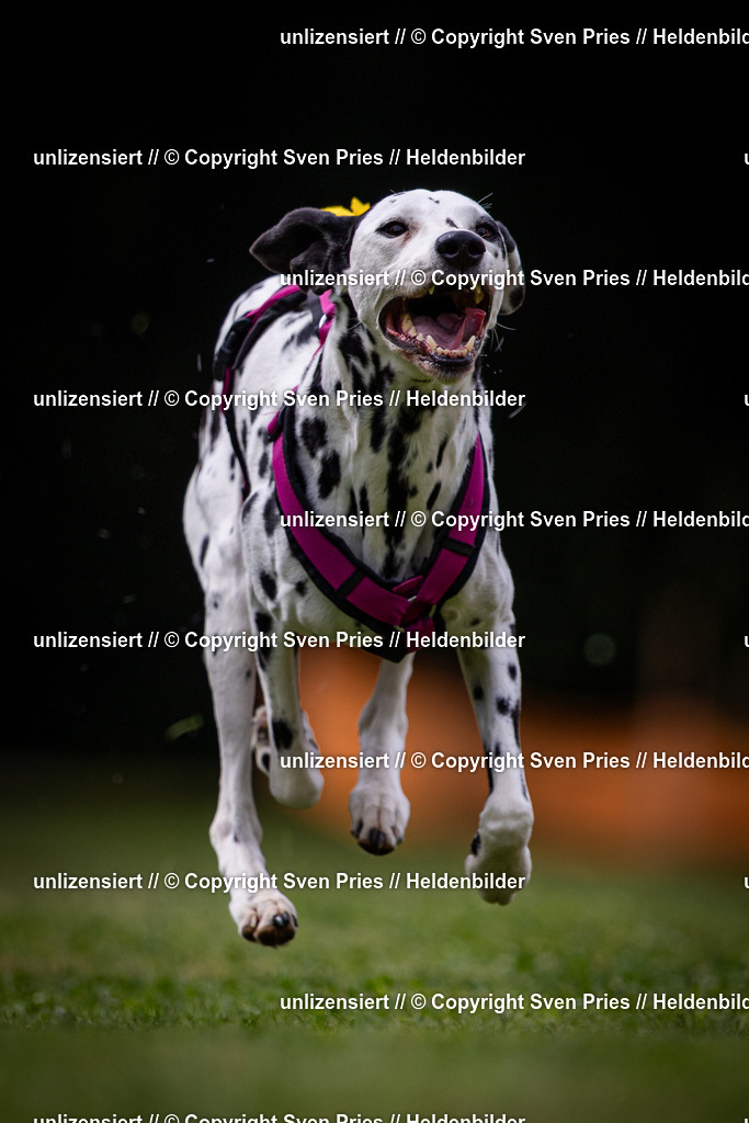 Sven Pries | 19. Allgemeines Hunderennen Karlsruhe Durlach - Realisiert mit Pictrs.com