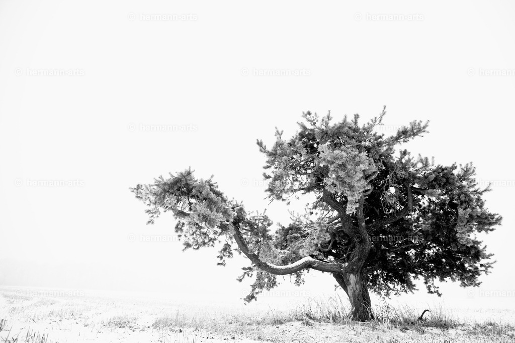Trees_fine_Art_0009 | Photo Foto Kunst Art schwarzweiss Bilder Rheine Münster Berlin Blumen 