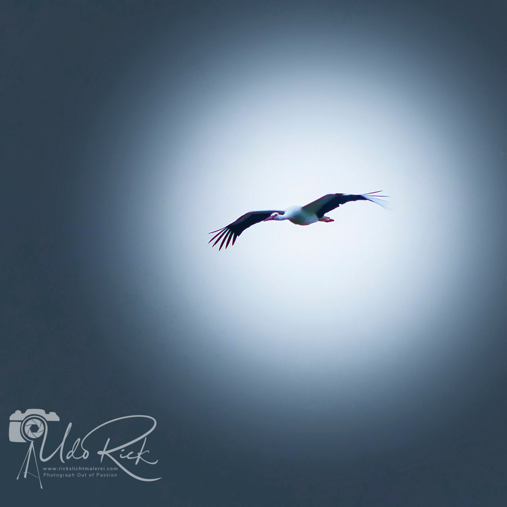 Klapperstorch | Entdecken Sie Fotografie aus Leidenschaft: Auftragsfotografie, HD-Fotos, Geschenkartikel aus Ihren Bildern und vieles mehr. Beauftragen Sie uns für besondere Momente!