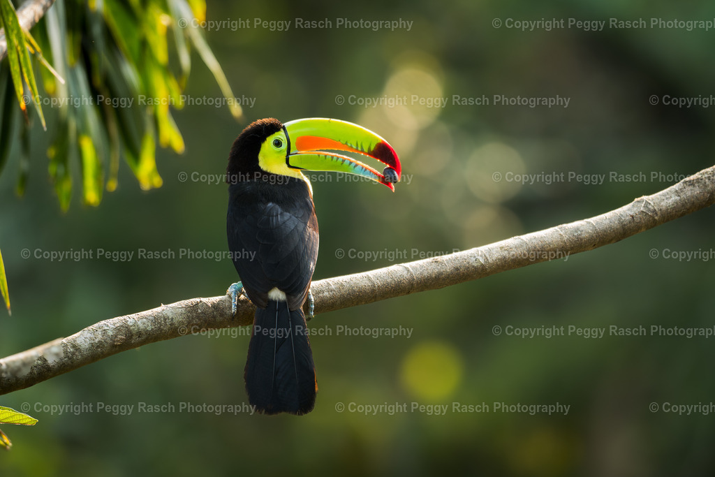 Tucan (2) | PeggyRaschPhotography - Realisiert mit Pictrs.com