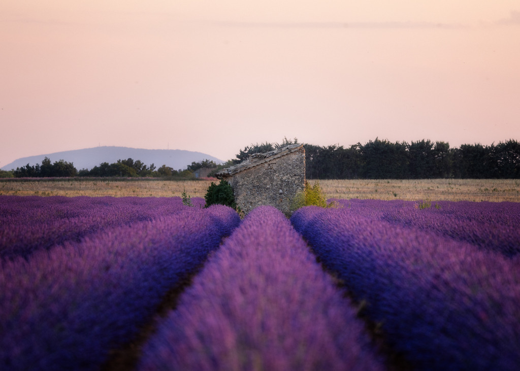 Rows of Lavender | tobiasneyer - Realisiert mit Pictrs.com