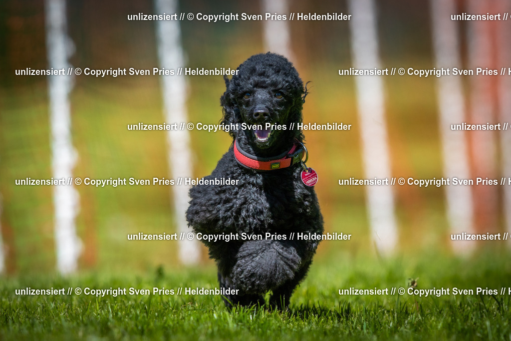 Hunderennen_April_2026_508 | 2026-04-26 - Hunderennen Baden-Oos April 2026 - Realisiert mit Pictrs.com
