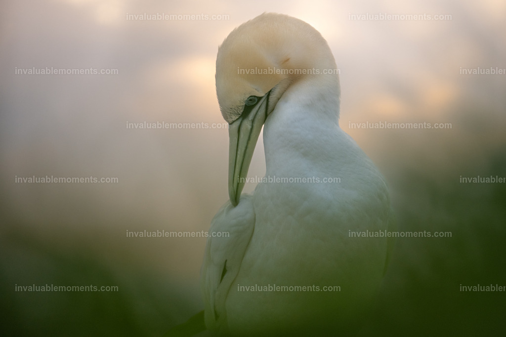 DSC_7016 | invaluablemoments.com - Realisiert mit Pictrs.com