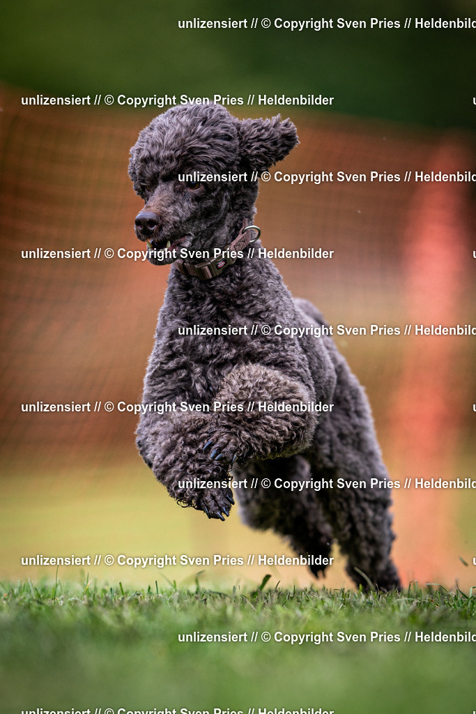 Sven Pries | 2024-04-21 - Hunderennen Baden-Oos
Foto: Sven Pries - Realisiert mit Pictrs.com