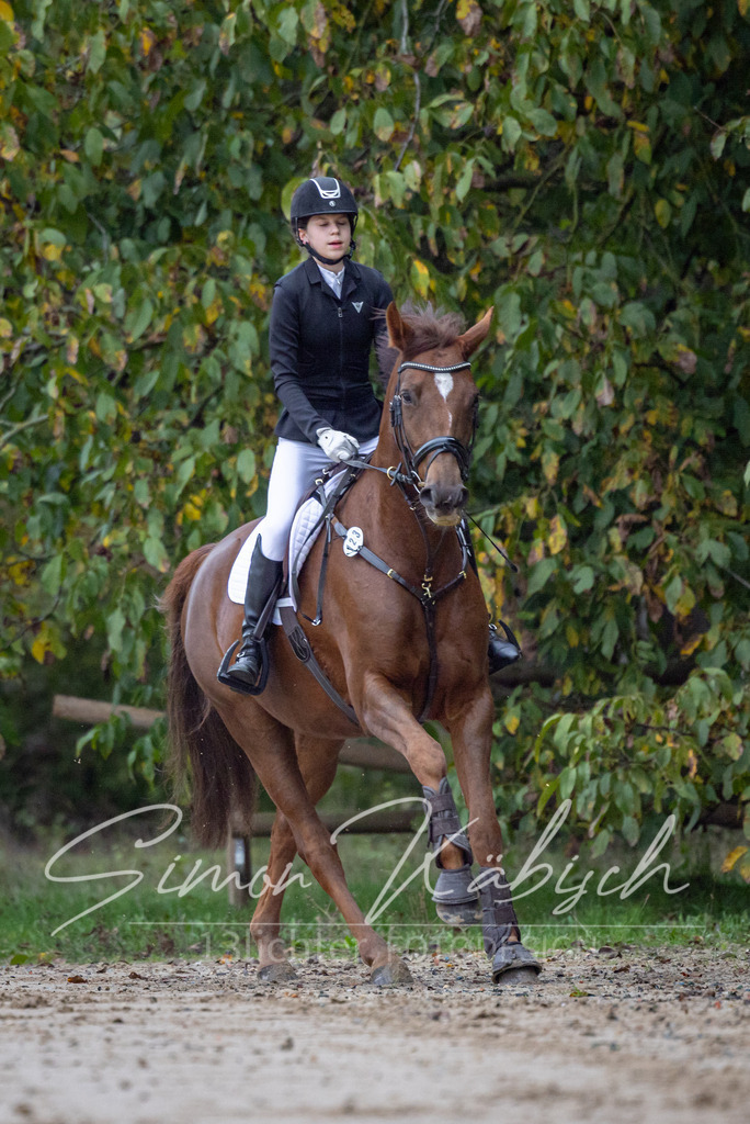 20251012-_3LI2508 | Tierfotografie Pferde, Hunde, Katzen, Haustiere.
Turnierfotografie Reitturniere, Reiten, Springreiten, Dressur in Hanau, dem Main-Kinzig-Kreis und dem Rhein-Main- Gebiet um Frankfurt