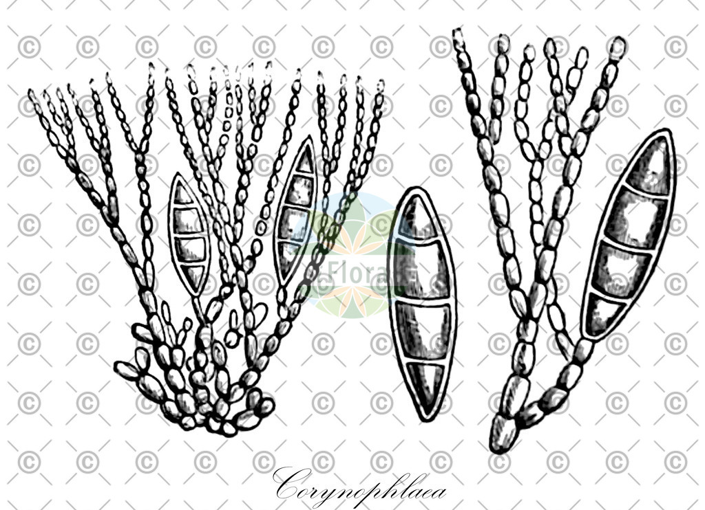 HistAbb_7NTLV_2_ENZY_Simple | Historische Abbildung von Corynophlaea - Chordariaceae (0) | Historical Illustration of Corynophlaea - Chordariaceae (0)