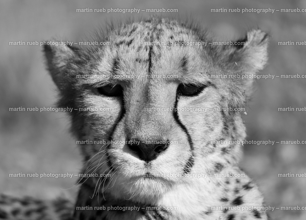 Portrait of a cheetah in gray | Closeup portrait of a cheetah in gray - Realisiert mit Pictrs.com