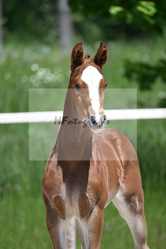 Esmeraldo x Comte_HF_Knott_10250468 | hf-fotografie - Realizzato con Pictrs.com