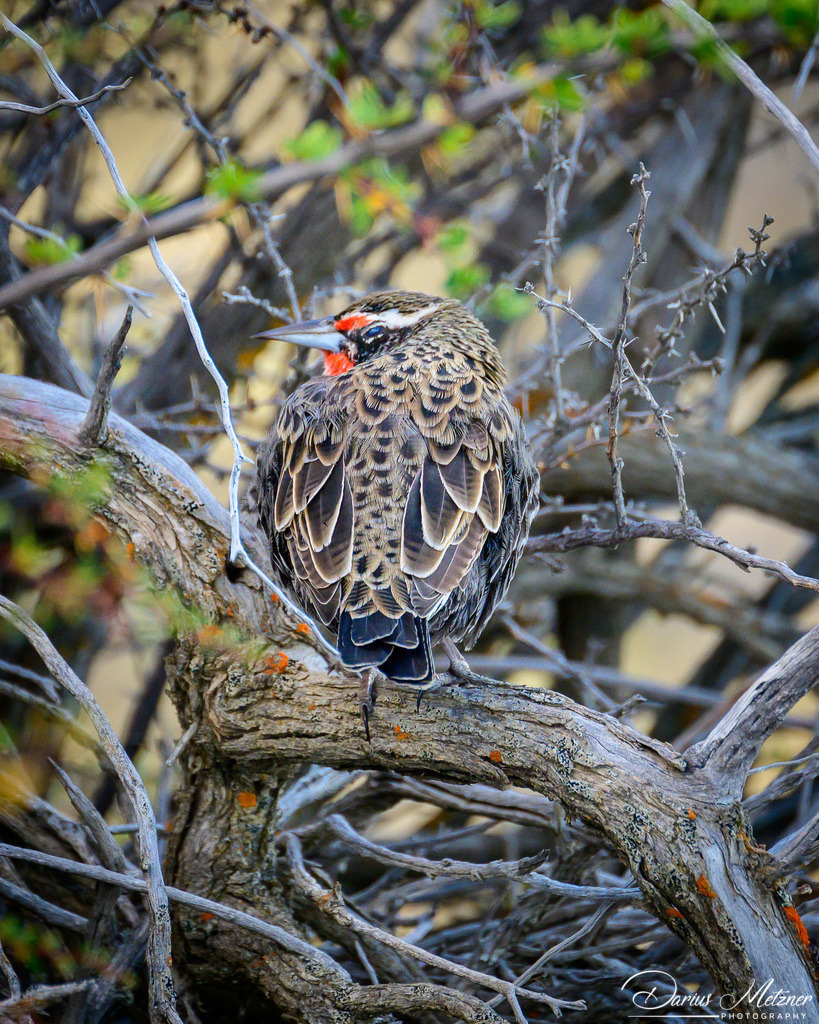 El Chalten in Argentinien | El Chalten in Argentinien