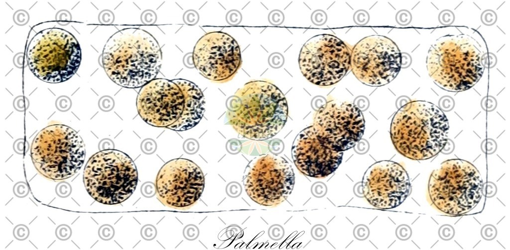 HistAbb_wfo-0000474179_1_ENZY_Simple | Historische Abbildung von Palmella - Palmellaceae (0) | Historical Illustration of Palmella - Palmellaceae (0)