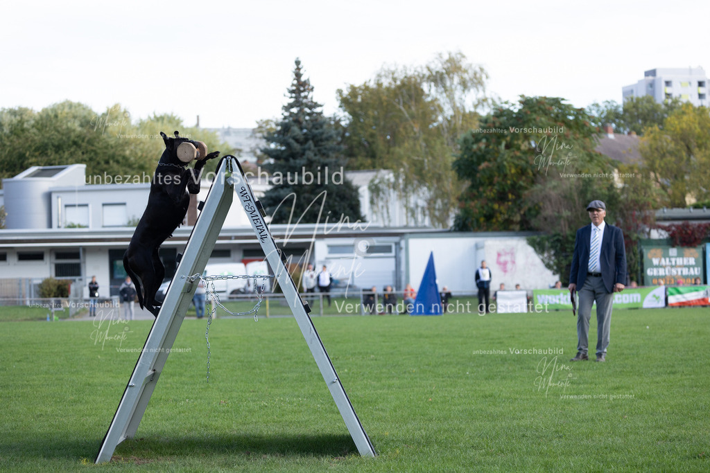 _16A5594 | Einzigartige Fotos von Hunden & Menschen –Actionfotos, Portraits, Vereinsaufnahmen & Paarshootings – authentisch, lebendig & mit Herz.