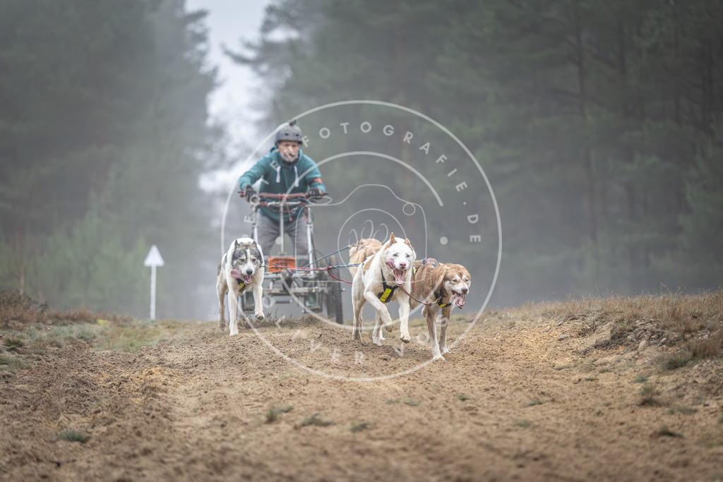 Pfotenfotografie_DV3A0693 | Hundefotografie, Tierfotograf, Pfotenfotografie, Fotoshooting Hund, Hunde Portrait, Hundesport, Hundeportraits, Heideshooting, Hunde, Sportfotograf, Hundefotograf, Turnierhundsport, THS,  - Realisiert mit Pictrs.com