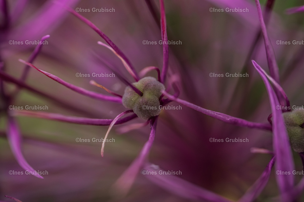 Makro vom Zierlauch | Lila Lubbenbomm - Artwork by Ines Grubisch - Realisiert mit Pictrs.com