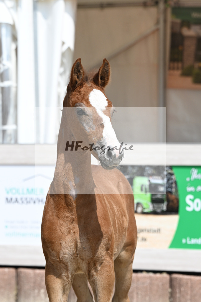 Arezzo Man x Zinedream_HF_Lohmiller_12250383 | hf-fotografie - Realisiert mit Pictrs.com