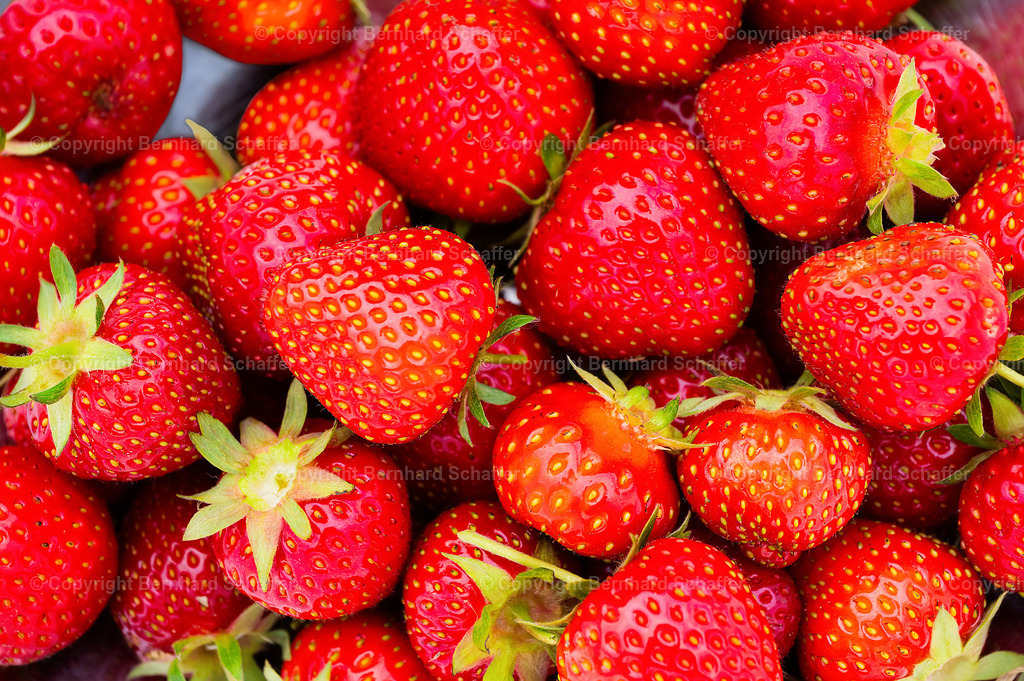 Frische Erdbeeren | Eine Menge frisch geplückter Bio Erdbeeren in einer Schale. - Realisiert mit Pictrs.com