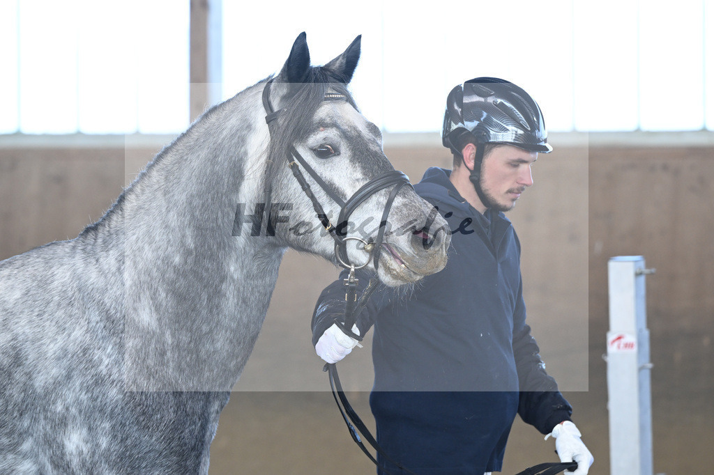 Kat-Nr. 2 Clover Hill Sparrow v. Blakehill Sparrow_ZG Lisberg_49250047 | hf-fotografie - Realisiert mit Pictrs.com