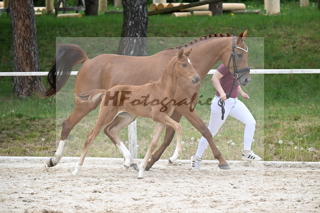 Kat-Nr. 18 SF Feliciano x Va Bene_Schuster_24260857 | hf-fotografie - Realisiert mit Pictrs.com