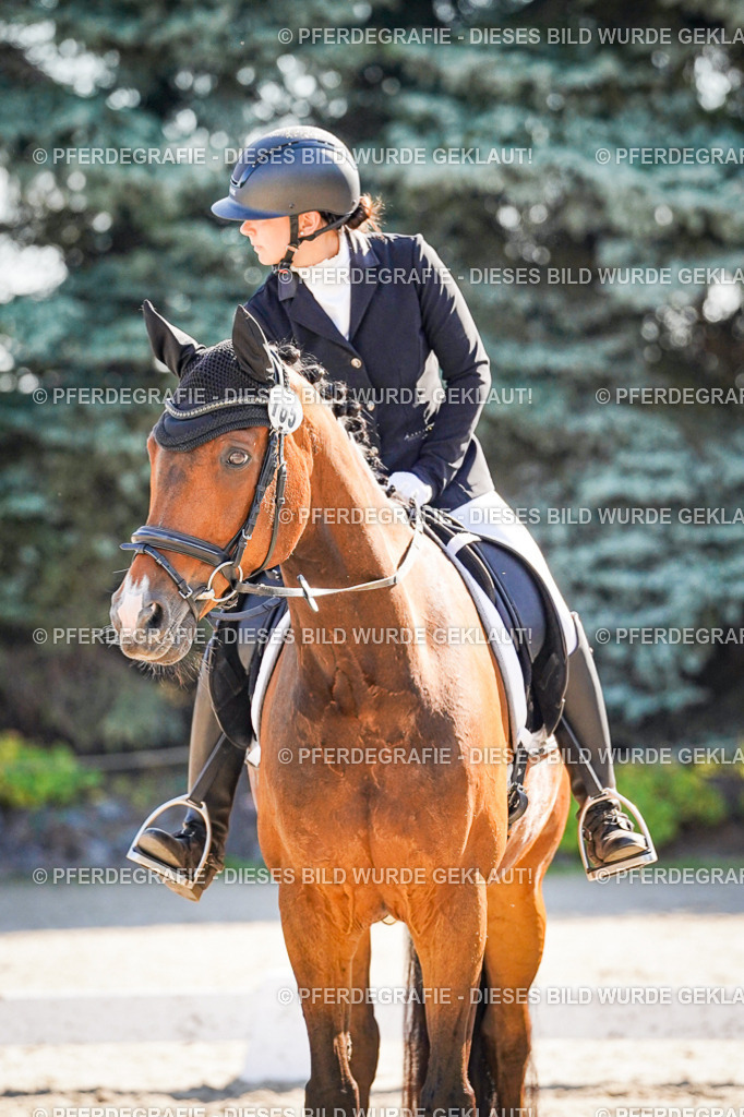 DSC00085 | Pferdegrafie