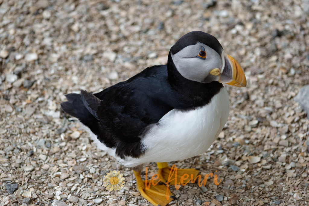 DSC_0230-NEF_DxO_PRIME | Dies ist der Shop von Florian Blum - le fleuri. Langenthal, Bern, Schweiz. Sie können hier meine oder ihre eigenen Fotos als Fotoprodukte kaufen. Tassen, Schlüsselanhänger, Taschen etc. können Sie hier gestalten.  - Realisiert mit Pictrs.com