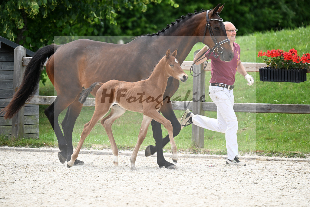 Kat-Nr. 34 Viva Gold x Ampere_HF_Lechl_15250704 | hf-fotografie - Realisiert mit Pictrs.com