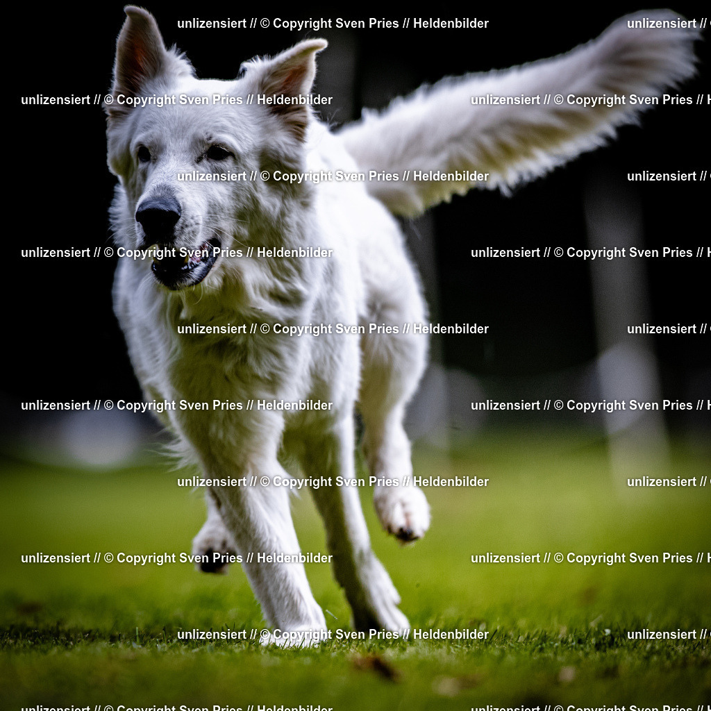 Sven Pries | 2025-10-03 - Hunderennen Obergrombach - Realisiert mit Pictrs.com