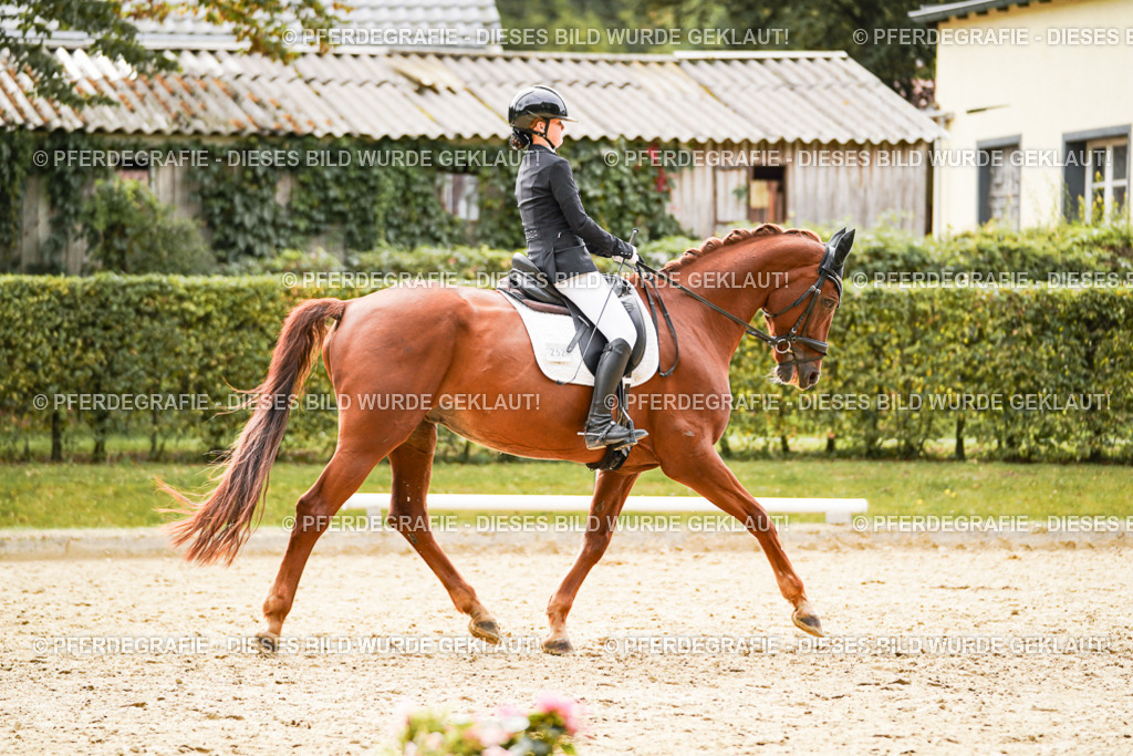 DSC01736 | Pferdegrafie