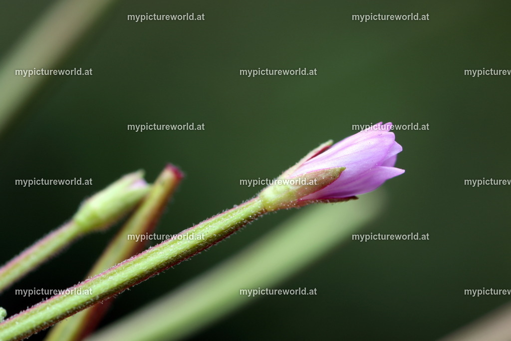 Berg-Weidenröschen-009 | Das Bilderarchiv über Tiere, Planzen und Landschaften. In der Bilddatenbank finden Sie ein große Auswahl an hochwertigen Bilder für Ihre Werbung - Realisiert mit Pictrs.com