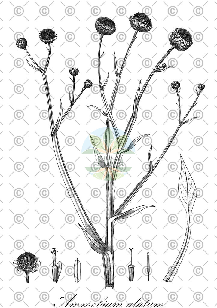 HistAbb_wfo-0000005777_2_ENZY_Simple | Historische Abbildung von Ammobium alatum - Asteraceae | Historical Illustration of Ammobium alatum - Asteraceae