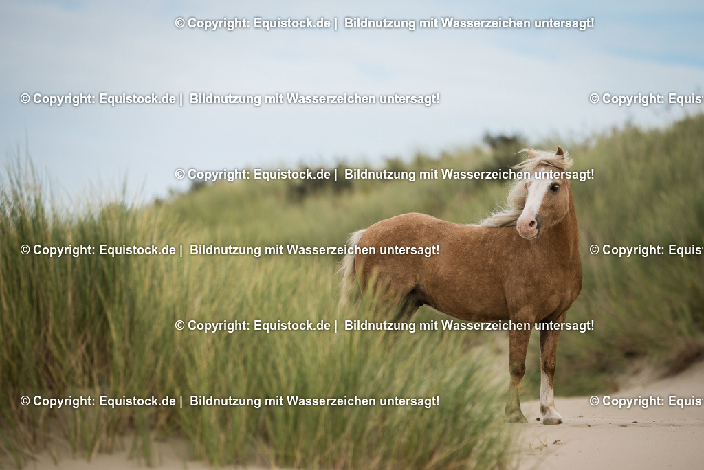 TS_20160928_Pferd_am_Strand_0001 | Foto: Thomas Hartig